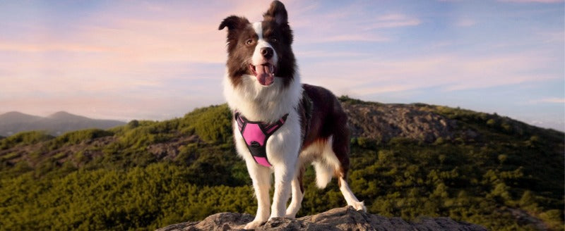 Large Dog Nylon Leash & Chest Harness Set – Comfortable, Durable, and Adjustable