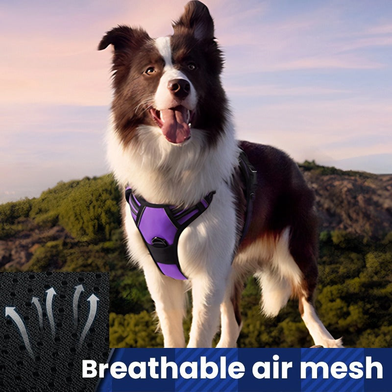 Large Dog Nylon Leash & Chest Harness Set – Comfortable, Durable, and Adjustable